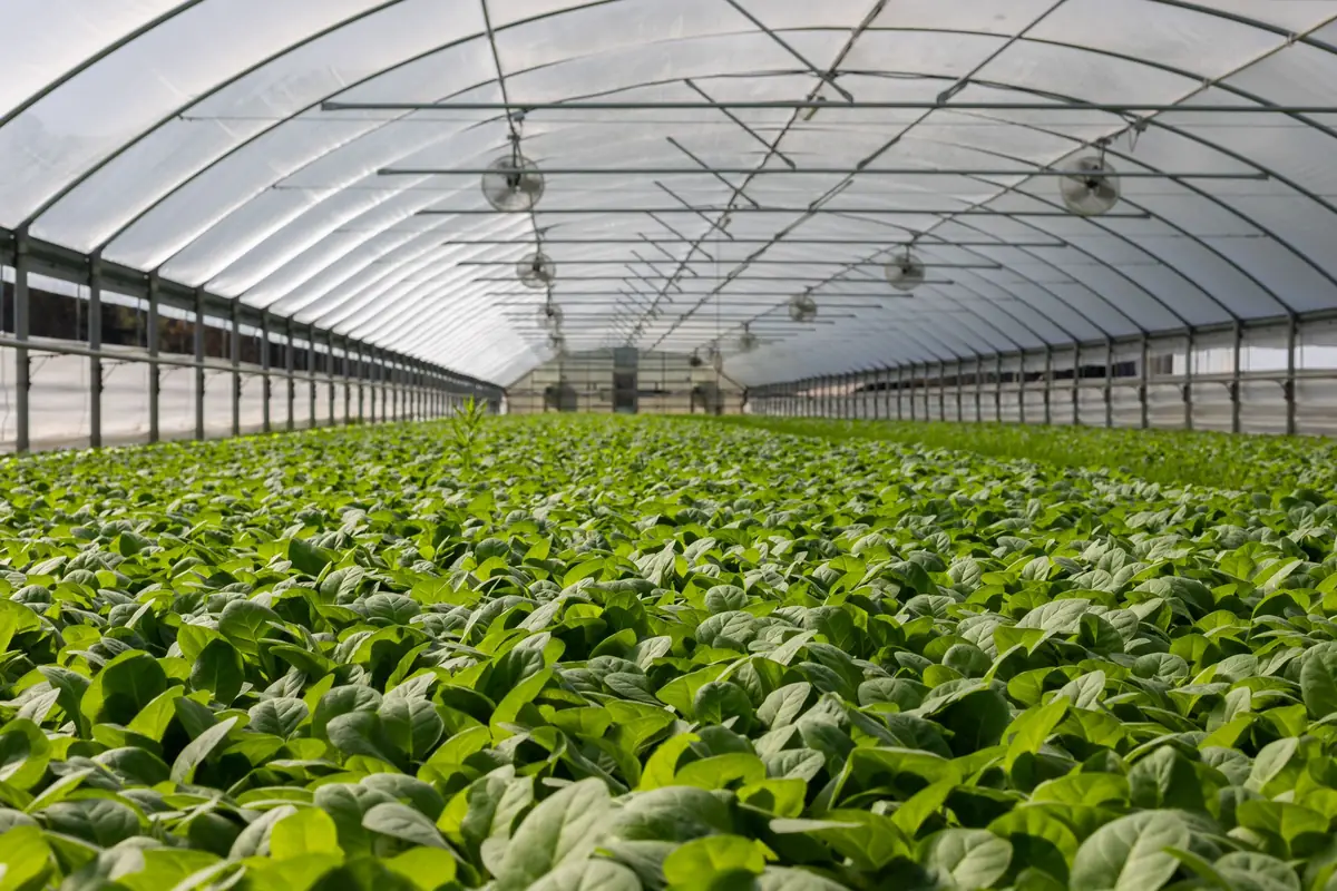 The inside of a commercial greenhouse, planted end to end with young leafy crops.